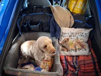 Mia_in_car.webp