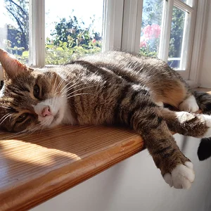 Alfettaman's cat.webp
