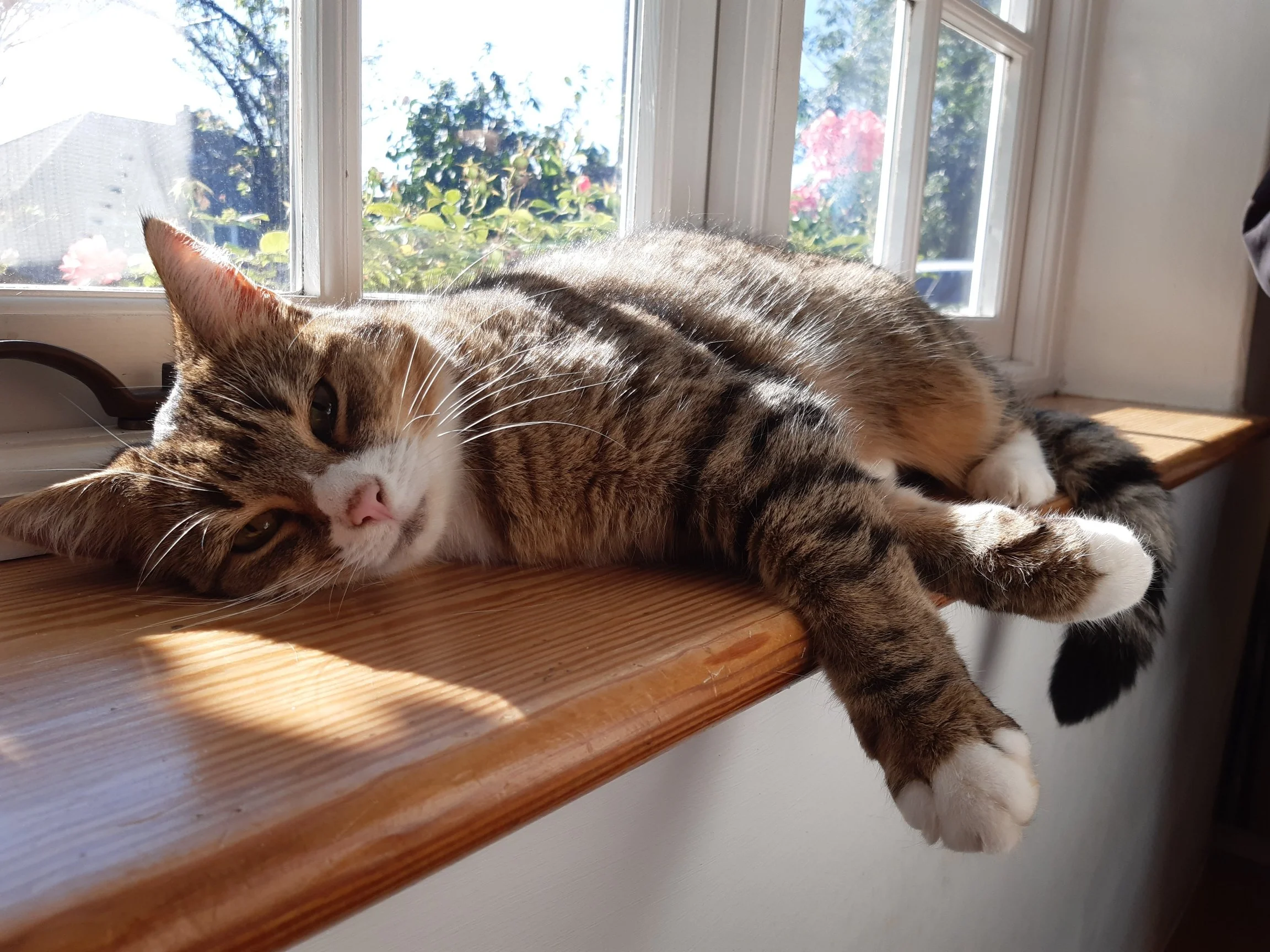 Alfettaman's cat.webp